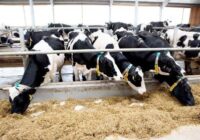 Հայաստանում անասնաբուծության ոլորտում ծանր խնդիրներ են առաջացել￼