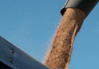 Ռուսաստանը մինչեւ օգոստոսի 31-ը արգելել է հացահատիկային մշակաբույսերի եւ շաքարի արտահանումը ԵԱՏՄ երկրներ￼