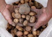 Ինչպես կանդրադառնան Ուկրաինայի հակամարտության հետեւանքները Հայաստանի պարենային անվտանգության վրա￼