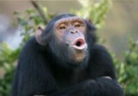 Մարդաբանները հաղորդակցման բարդ լեզու են հայտնաբերել շիմպանզեների մոտ￼
