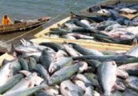 Սևանում սիգի արդյունագործական որսի չափաքանակը ավելացվել է ևս 300 տոննայով￼