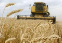 Հայաստանը կտրուկ ավելացրել է ցորենի ներմուծումը￼