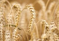 Ամռանը ցորենի, եգիպտացորենի եւ այլ հումքային ապրանքների գները կտրուկ նվազել են․ AP￼