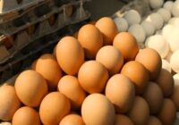 Մեծ Բրիտանիայում ձվի դեֆիցիտ է