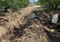 Շիրակի մարզում մեկնարկել է աշնանացան ցորենի ցանքատարածությունների գումարների փոխհատուցման գործընթացը