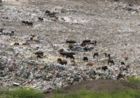 Խոշոր հրդեհ՝ Նուբարաշենի աղբավայրում. Հրդեհաշիջմանը ներգրավվել է 4 ջրատար