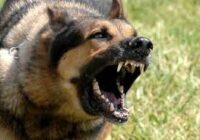 Մասիսի համայնքային ոստիկանները կանխեցին շնամարտը