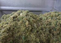 «ԽԱՂՈՂԸ ՎԱԶԻՆ ՉԻ ՄՆԱ » ԱՅՍ ՏԱՐԻ ԵՎՍ  «ԱՅԳԵՍՏԱՆ»-Ի ՄԱՍՆԱՃՅՈՒՂԸ ՊԱՏՇԱՃ ԻՐԱԿԱՆԱՑՐԵԼ Է  ԽԱՂՈՂԻ ԲԵՐՔԻ ՄԹԵՐՈՒՄԸ. մանրամասները տեսանյութում (ֆոտոներ)