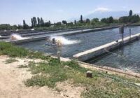 Ձկնաբուծարանների փակ շրջանառու ջրային  համարկարգին անցնելը պարտադիր չէ