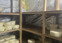 ԿԱԹՆԱՄԹԵՐՔԻ ԱՐՏԱԴՐԱՄԱՍԸ ԿՎԵՐՍԿՍԻ ԱՐՏԱԴՐԱԿԱՆ ԳՈՐԾՈՒՆԵՈՒԹՅՈՒՆԸ