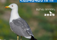 «Տարվա թռչուն 2025» քվեարկության արդյունքներով ճանաչվել է հայկական ՈՐՈՐԸ
